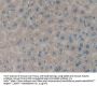 Phospholipase A2 Receptor 1 (PLA2R1) Antibody