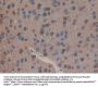 Phospholipase A2 Receptor 1 (PLA2R1) Antibody