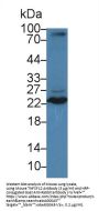 Tumor Necrosis Factor Ligand Superfamily, Member 12 Antibody