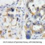 Tumor Necrosis Factor Ligand Superfamily, Member 12 Antibody