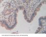 Torsin 1A (TOR1A) Antibody