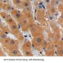 Torsin 1A (TOR1A) Antibody