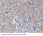 TNF Receptor Associated Factor 6 Antibody