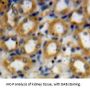 TNF Receptor Associated Factor 6 Antibody