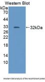 TNF Receptor Associated Factor 2 (TRAF2) Antibody