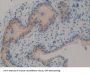 TNF Receptor Associated Factor 2 (TRAF2) Antibody