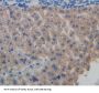 TNF Receptor Associated Factor 2 (TRAF2) Antibody