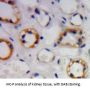 Trehalase (TREH) Antibody