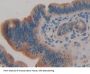 TTK Protein Kinase (TTK) Antibody