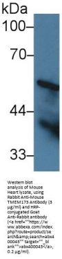 Transmembrane Protein 173 Antibody