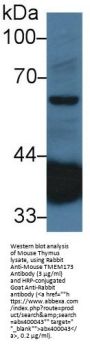 Transmembrane Protein 173 Antibody