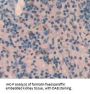 Transmembrane Protein 173 Antibody