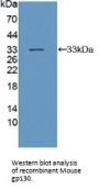 Glycoprotein 130 Antibody