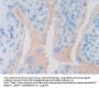 Glycoprotein 130 Antibody