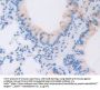 Glycoprotein 130 Antibody