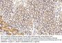 Glycoprotein 130 Antibody