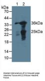 Galectin 4 (LGALS4) Antibody