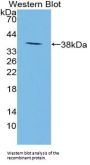 Neuropeptide S (NPS) Antibody