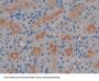 Neuropeptide S (NPS) Antibody