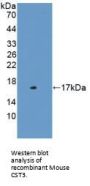 Cystatin C (CST3) Antibody