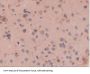 Cystatin C (CST3) Antibody