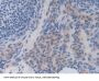 Interleukin 35 (IL35) Antibody
