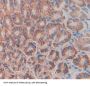 Toll Like Receptor 9 (TLR9) Antibody