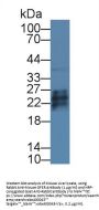 Growth Factor, Augmenter of Liver Regeneration (GFER) Antibody