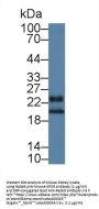 Growth Factor, Augmenter of Liver Regeneration (GFER) Antibody