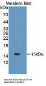 Glutaredoxin (GLRX) Antibody