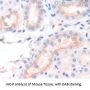 Sideroflexin 1 (SFXN1) Antibody