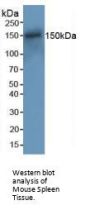 DNA Repair Protein RAD50 (RAD50) Antibody