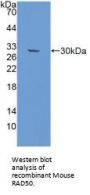 DNA Repair Protein RAD50 (RAD50) Antibody