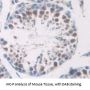 DNA Repair Protein RAD50 (RAD50) Antibody