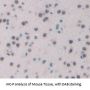 Tryptophan Hydroxylase 2 (TPH2) Antibody
