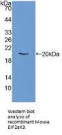 Eukaryotic Translation Initiation Factor 2 Alpha Kinase 3 (EIF2AK3) Antibody