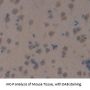 Eukaryotic Translation Initiation Factor 2 Alpha Kinase 3 (EIF2AK3) Antibody