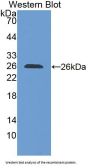 Solute Carrier Family 30, Member 6 Antibody
