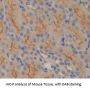 Solute Carrier Family 30, Member 6 Antibody
