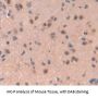 Replication Initiator 1 (REPIN1) Antibody