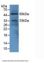 EGF Like Domain Protein, Multiple 7 (EGFL7) Antibody