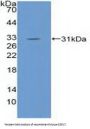 EGF Like Domain Protein, Multiple 7 (EGFL7) Antibody