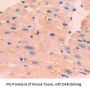 EGF Like Domain Protein, Multiple 7 (EGFL7) Antibody