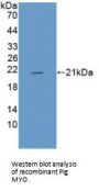 Myoglobin (MB) Antibody