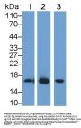 Myoglobin (MB) Antibody
