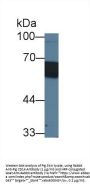 Cluster Of Differentiation 14 (CD14) Antibody