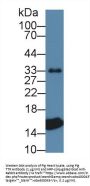 Transthyretin (TTR) Antibody
