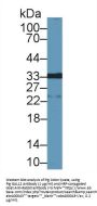 Galectin 12 (LGALS12) Antibody
