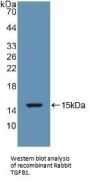 Transforming Growth Factor Beta 1 (TGFB1) Antibody