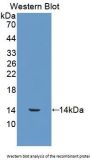 S100 Calcium Binding Protein A12 (S100A12) Antibody